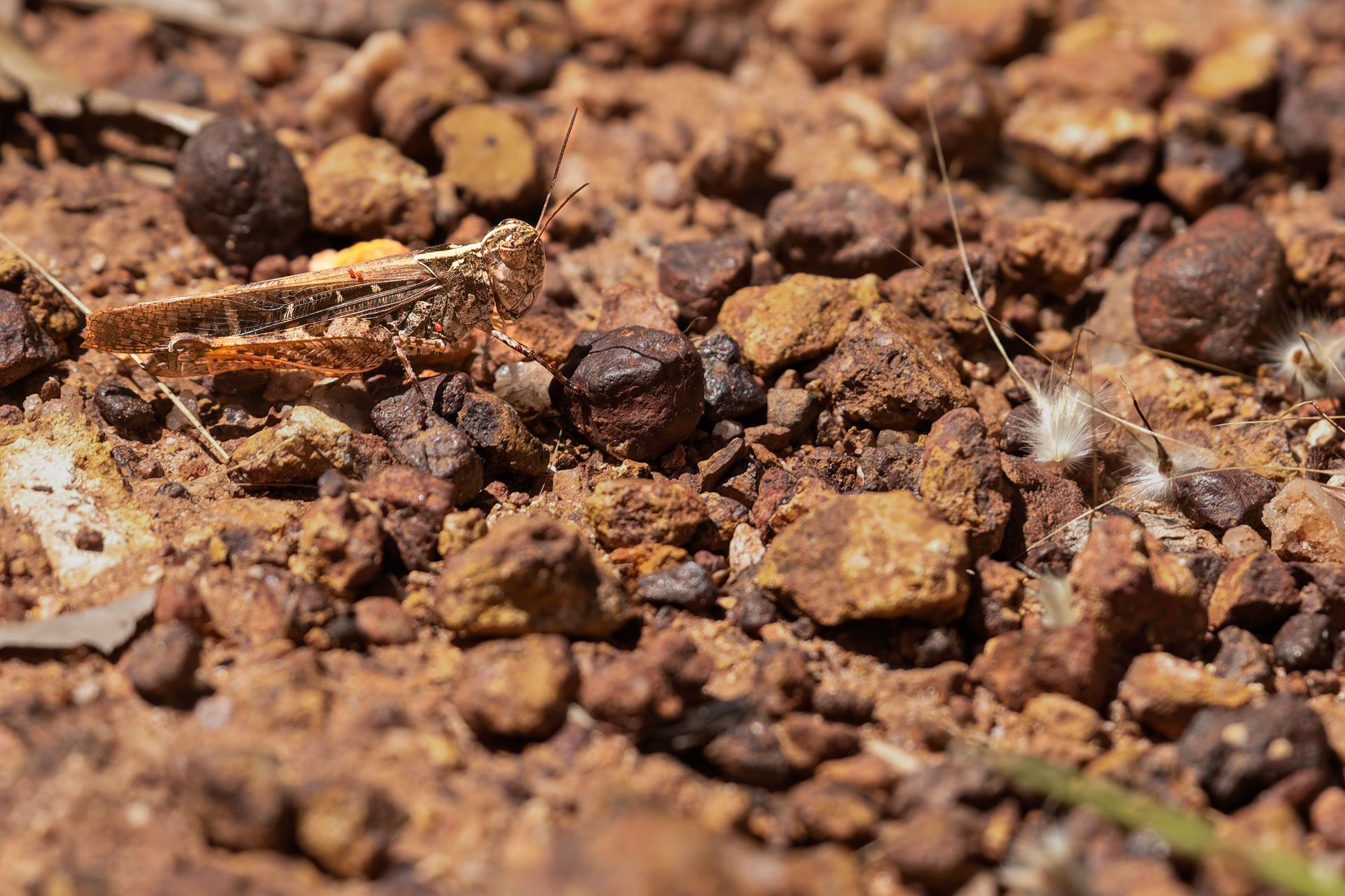 Kakadu National Park - Gubara Pools Walk - Heuschrecke
